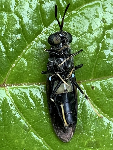 Black soldier fly
