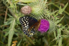 Speyeria nokomis