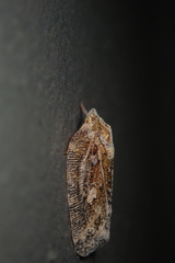 Atracis mucida