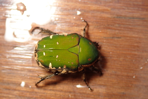 Gametis forticula (Janson, 1881)