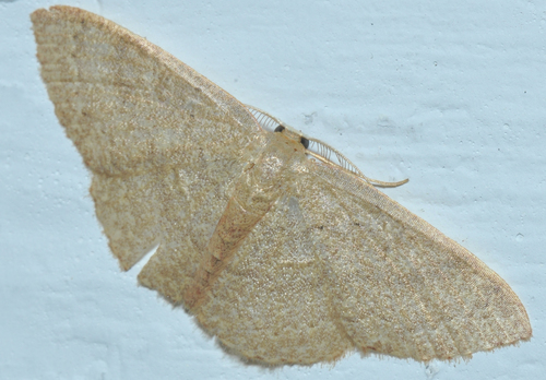 Common Tan Wave, photo 4 of 7