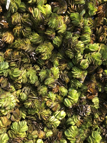 Salvinia molesta iNat (1)