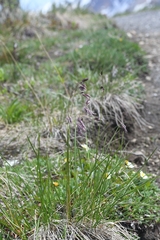 Festuca altaica
