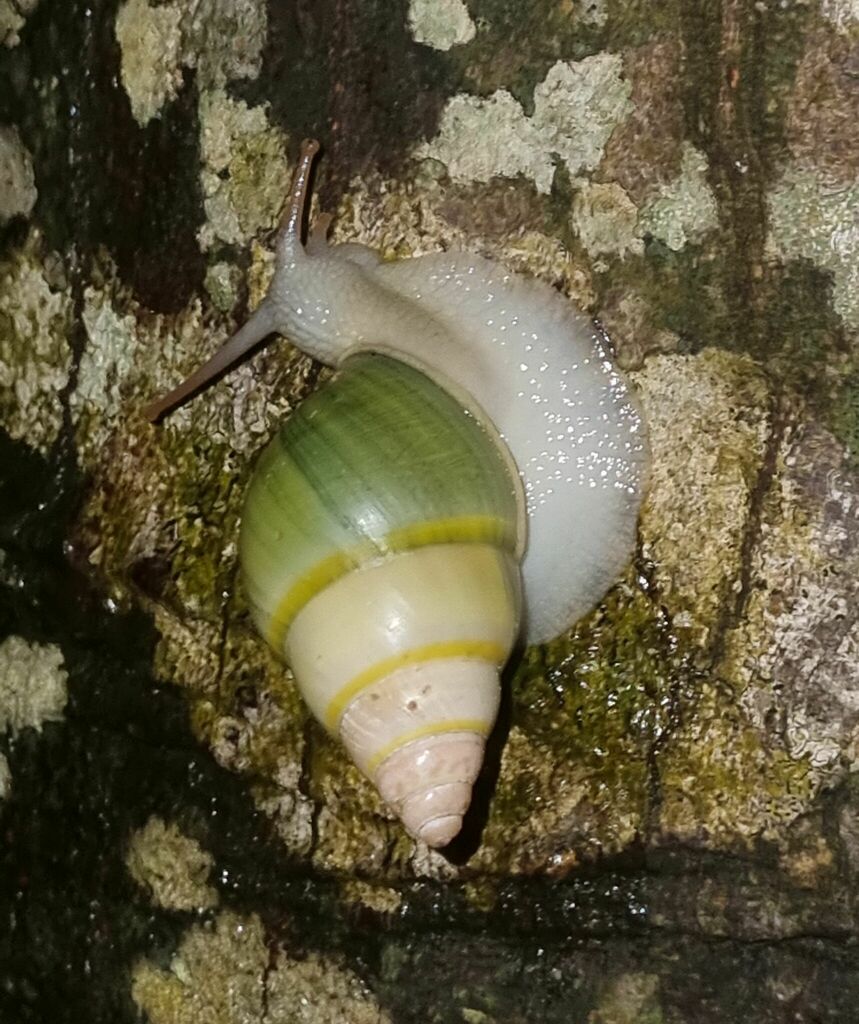 Amphidromus severnsi