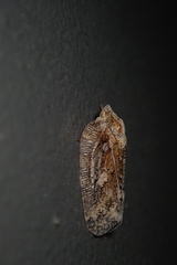 Atracis mucida