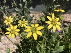 Berlandiera lyrata