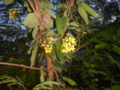 Stigmaphyllon emarginatum