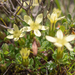 Cyananthus macrocalyx spathulifolius - Photo (c) Morten Ross, some rights reserved (CC BY-NC), uploaded by Morten Ross