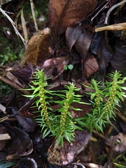 Image of Huperzia liangshanica