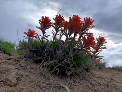 Castilleja chromosa