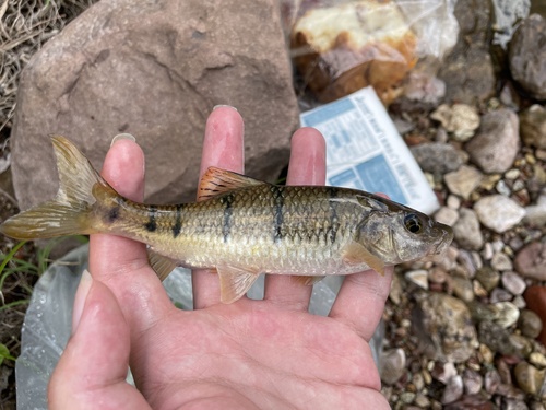 Wenzhou-barbeel (Acrossocheilus wenchowensis) — Cyprinidae