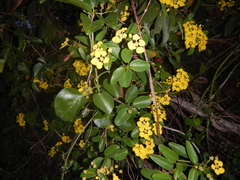 Stigmaphyllon emarginatum