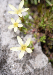 Cyananthus macrocalyx (Cyananthus macrocalyx)