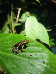 Epipedobates darwinwallacei