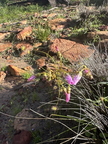 Drosera stricticaulis