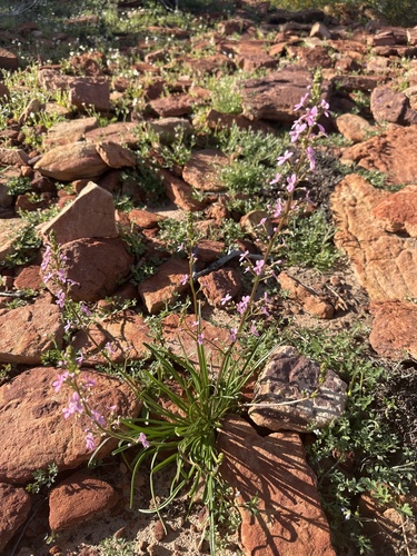 Stylidium elongatum (Stylidium elongatum)