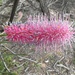 Pink Pokers - Photo (c) Geoff Shuetrim, some rights reserved (CC BY), uploaded by Geoff Shuetrim