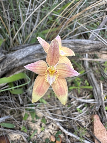 Cowslip Orchid (Caladenia flava)