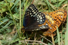 Speyeria nokomis