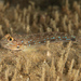 Striped Sandgoby - Photo (c) pcaiger, some rights reserved (CC BY-NC)