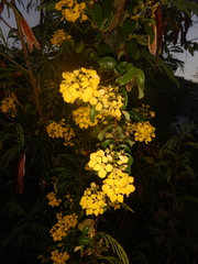 Stigmaphyllon emarginatum