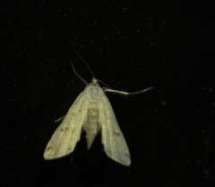 Parapoynx allionealis