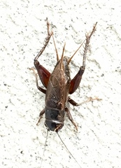 Teleogryllus occipitalis
