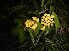 Stigmaphyllon emarginatum