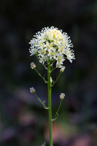 Toxicoscordion venenosum