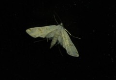 Parapoynx allionealis