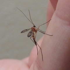 Macrocera