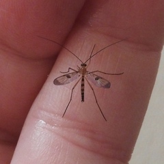 Macrocera