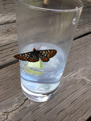 Euphydryas gillettii