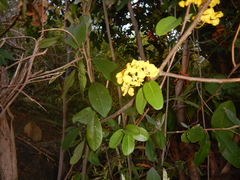Stigmaphyllon emarginatum