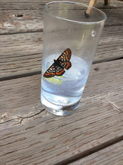 Euphydryas gillettii