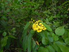 Stigmaphyllon emarginatum