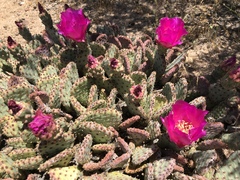 Opuntia basilaris brachyclada
