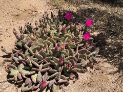 Opuntia basilaris brachyclada