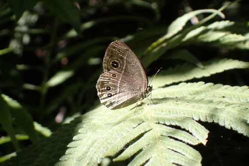 Mycalesis sangaica