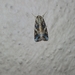 Spodoptera litura