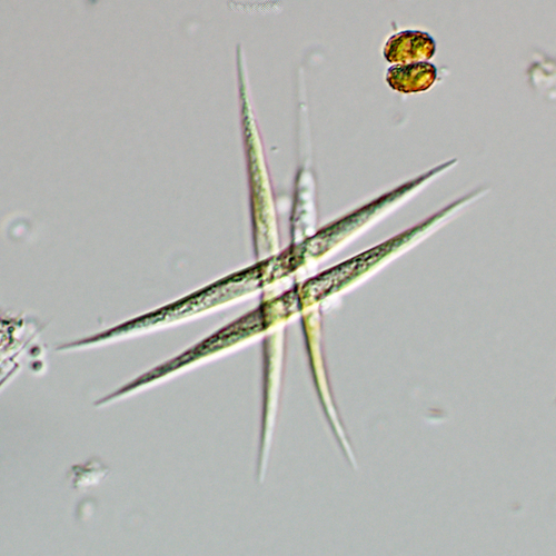 Ankistrodesmus fusiformis