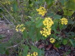 Stigmaphyllon emarginatum