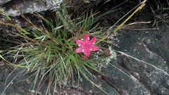 Ledothamnus sessiliflorus