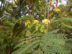 Stigmaphyllon emarginatum