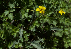 Viola pinetorum grisea
