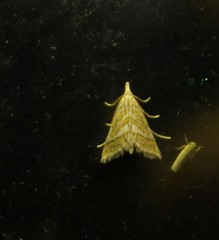 Leptosteges parthenialis