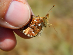 Boloria freija