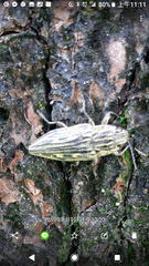 Chrysochroinae