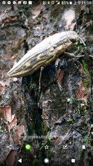 Chrysochroinae