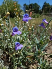 Penstemon azureus azureus